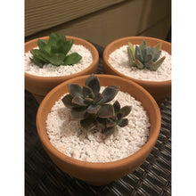 Load image into Gallery viewer, 50L Perlite Organic Super Coarse Premium Soil Expanded Medium Plants Hydroponics
